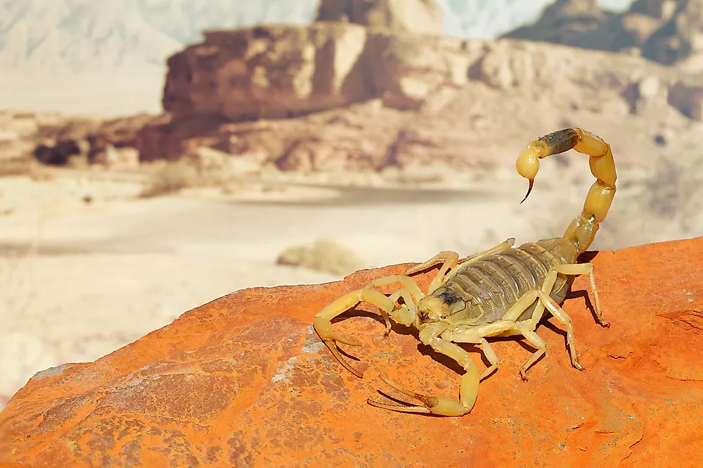 scorpio in the bedroom