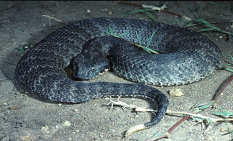Native Reptiles Of Australia - WorldAtlas.com