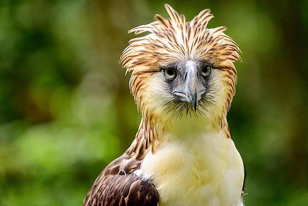 The World's Largest Eagles - WorldAtlas.com