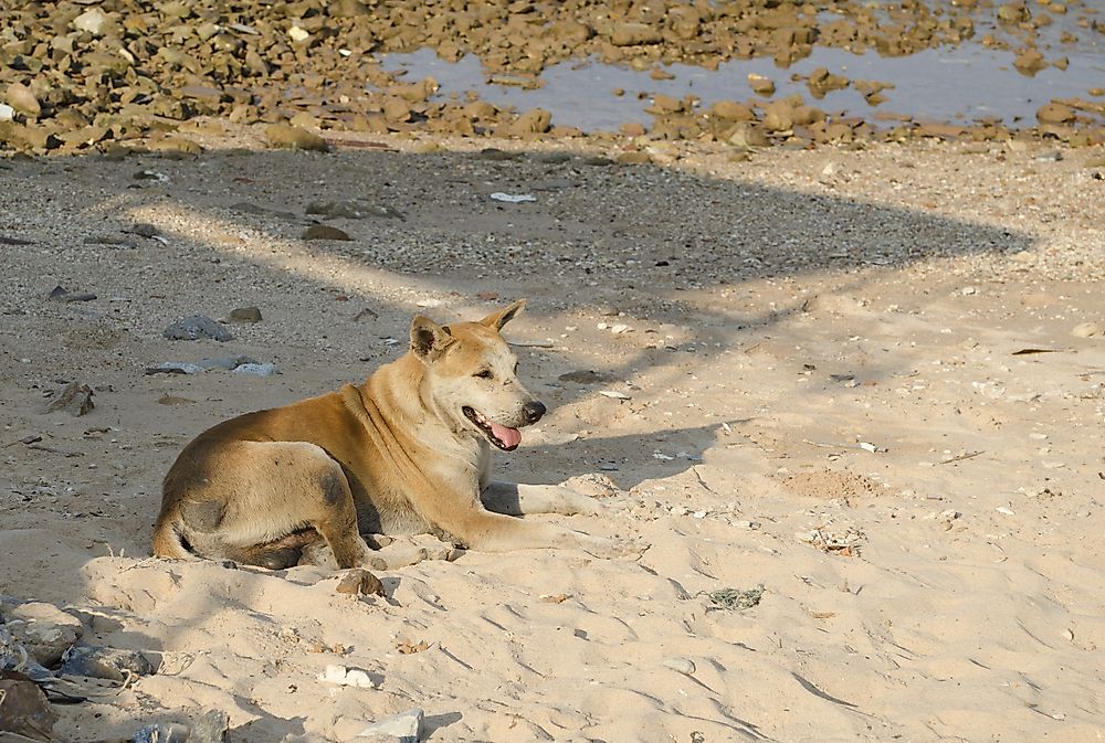 How Many Dogs Are There In The World WorldAtlas