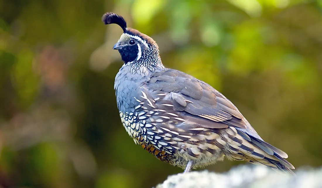 What Is The California State Bird? - WorldAtlas.com