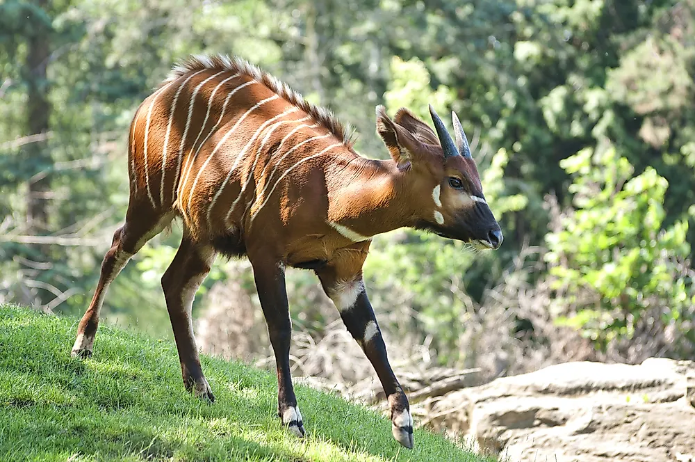 Bongo Facts Animals of Africa