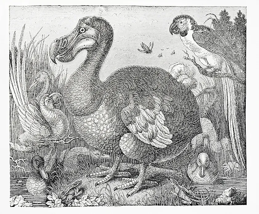How Did the Dodo Bird Go Extinct? - WorldAtlas.com