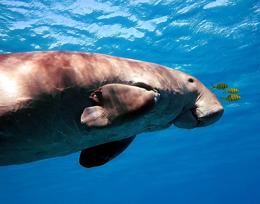 Dugong Facts Animals of the Ocean