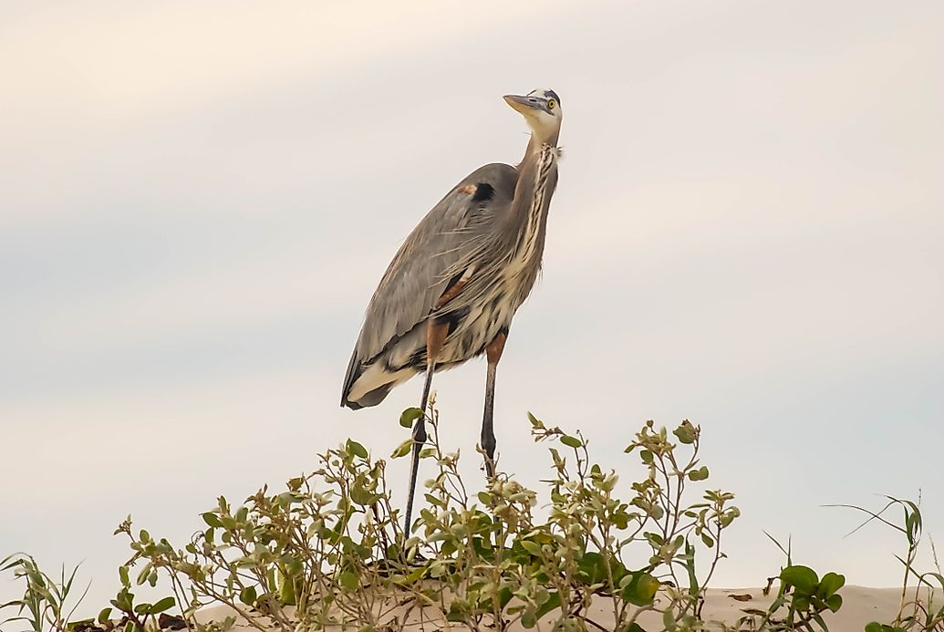 Padre Island National Seashore Texas Answers Padre Island National Seashore Texas Answers