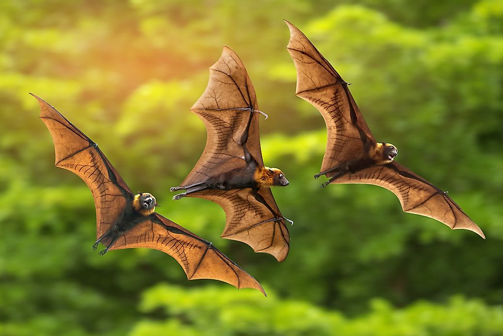 How Many Bats Are There In The World? - WorldAtlas.com