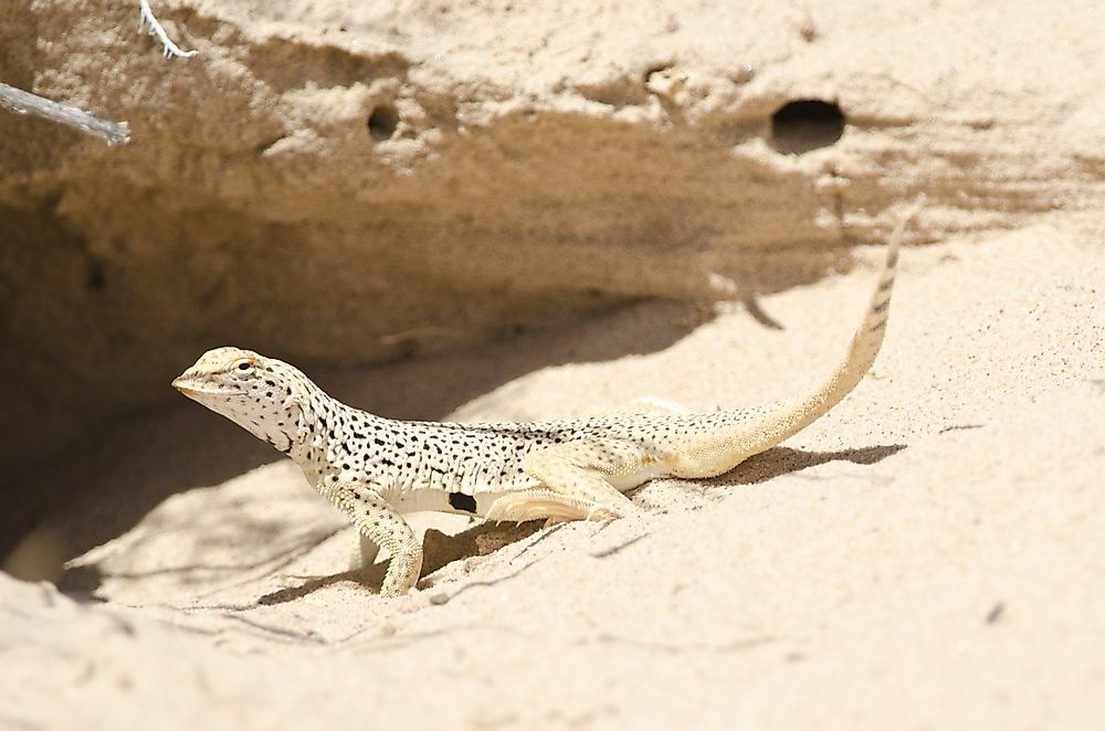 FringeToed Lizard Facts Animals of North America