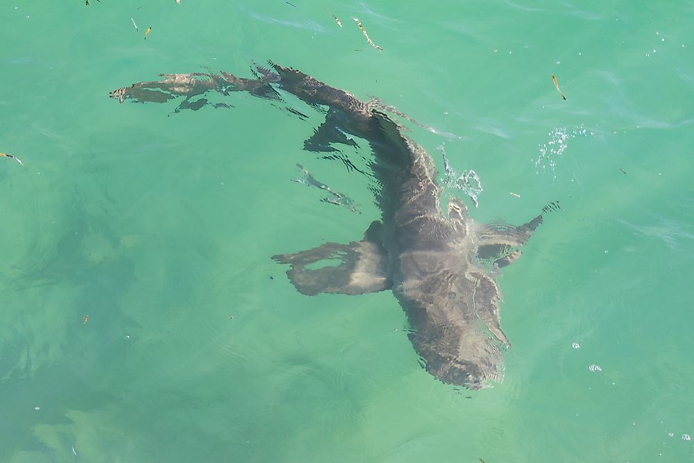 Are There Sharks in the Mediterranean Sea?