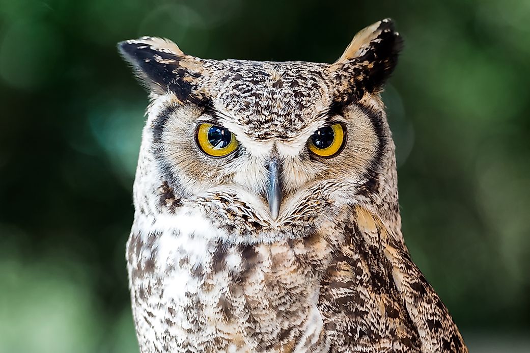 Great Horned Owl Facts: Animals of North America - WorldAtlas.com