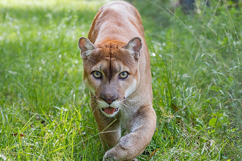 Florida Panther Facts Animals Of North America WorldAtlas