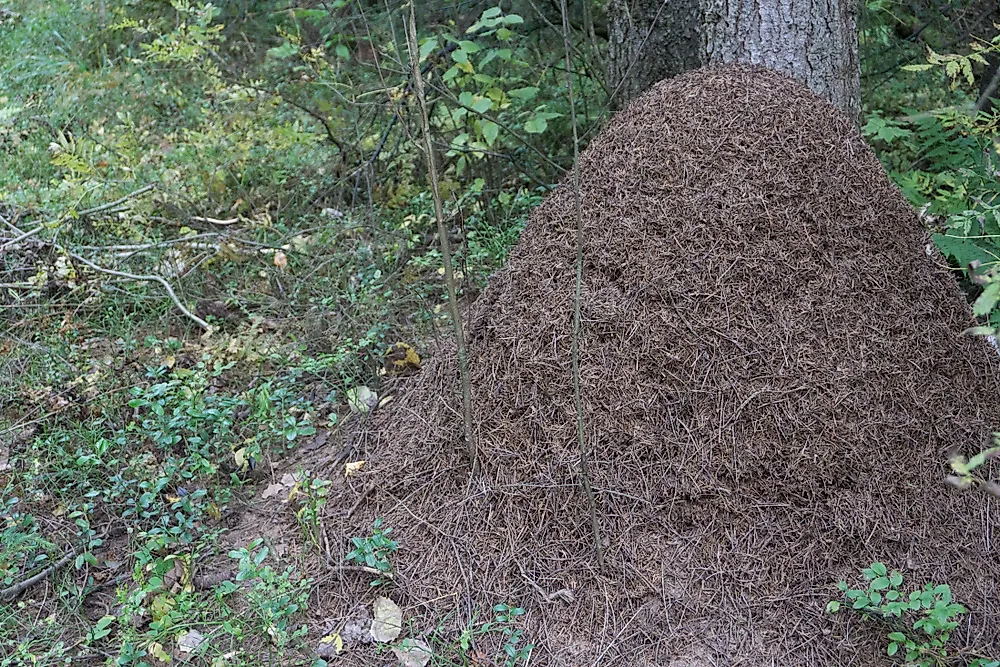 Do Ants Hibernate During the Winter?