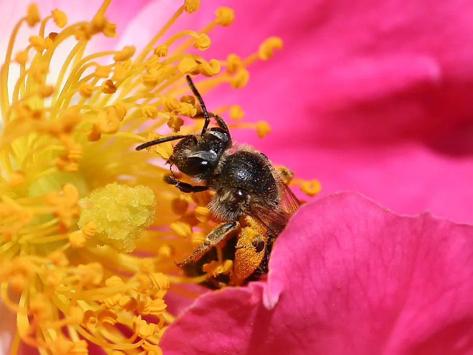 nectar rose nectar rose