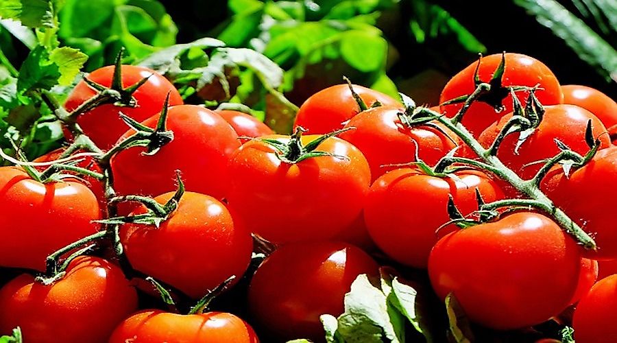 The World's Leading Producers of Tomatoes