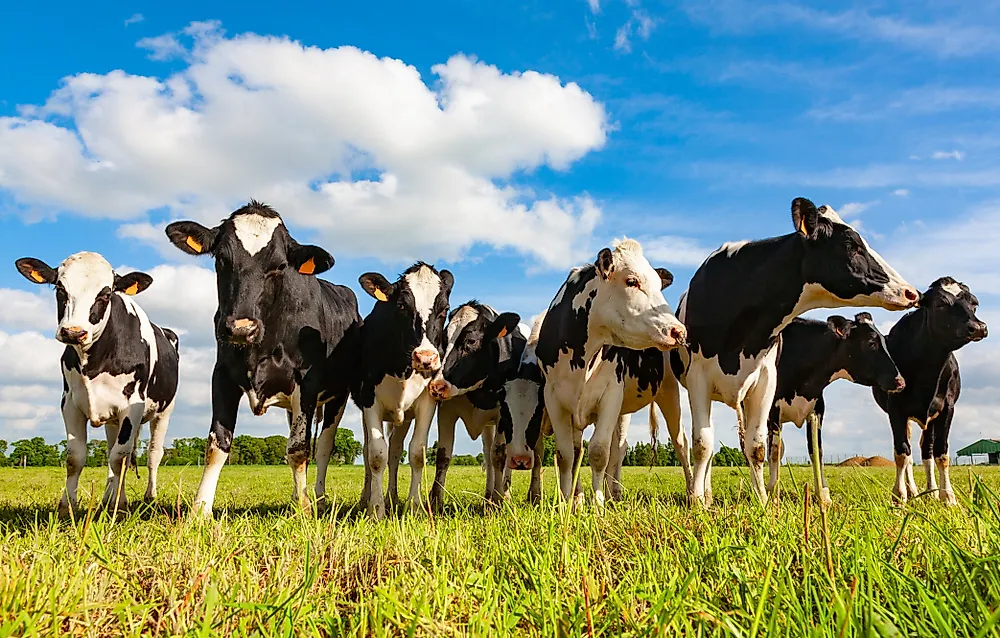 How Many Cows Are There in the World?