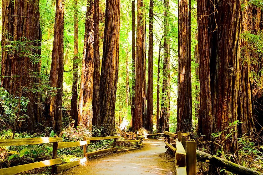 The Redwood Forest Unique Places Around the World