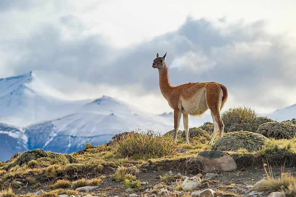 What Animals Live In The Andes Mountains? - WorldAtlas.com