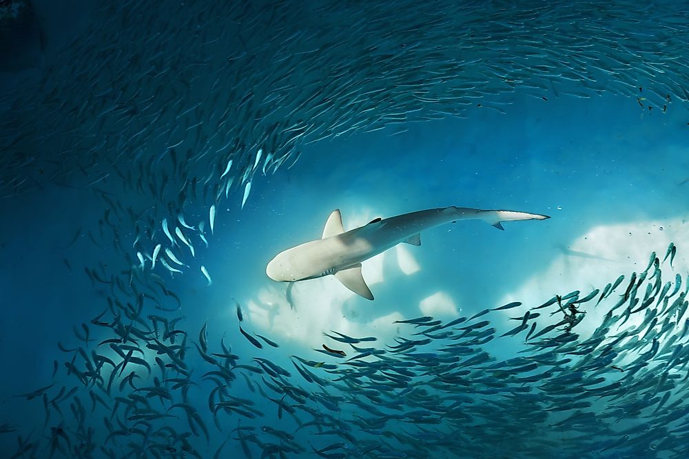 Can Sharks Swim Backwards? - WorldAtlas.com