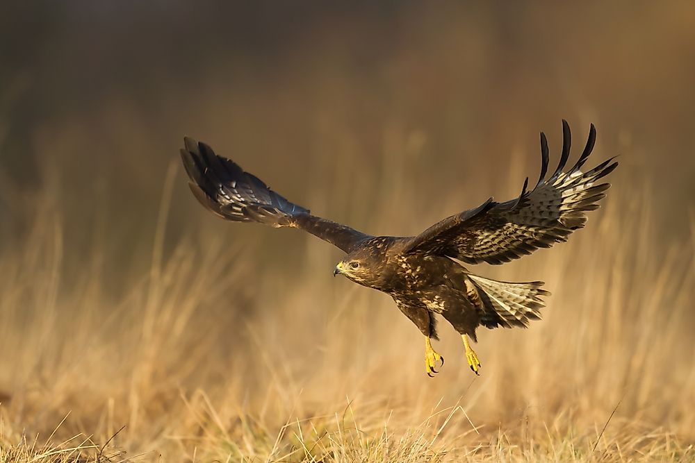 A List Of Birds Of Prey Or Raptors - WorldAtlas.com