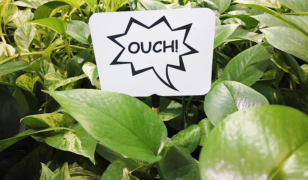 Can Plants Feel Pain?