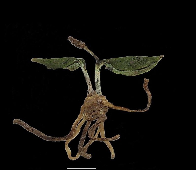 New Discovery Called "the World's Smallest Land Fern"