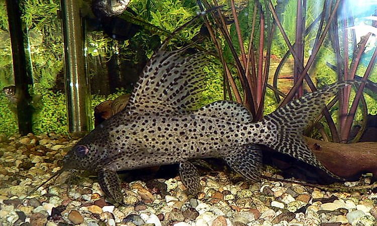 Native Fish Species Of Mali