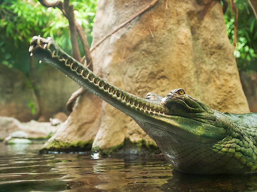 Endangered Animals of Myanmar
