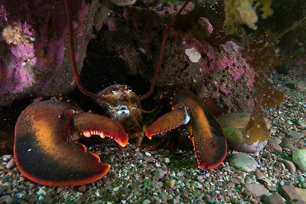 Who Was George The Lobster?
