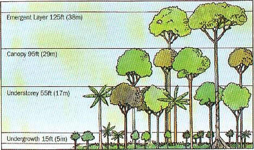 Forest Layers Stories And Stratification Worldatlas Com