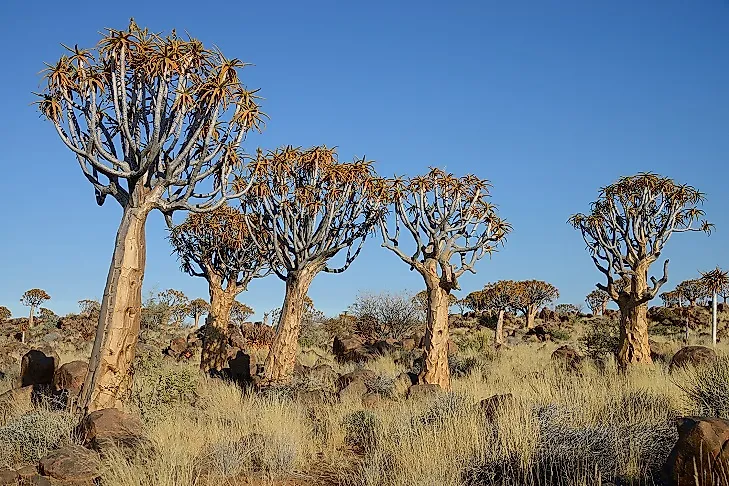 Quiver Tree Forest - Unique Places In Namibia