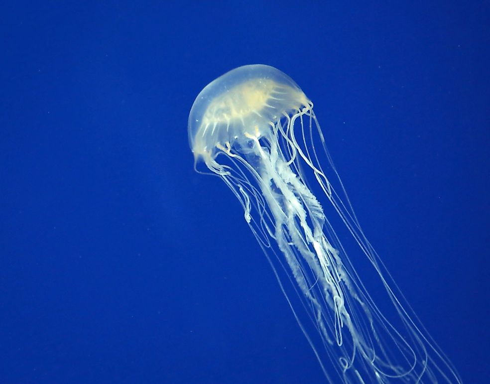 Australian Box Jellyfish - Animals of Oceania