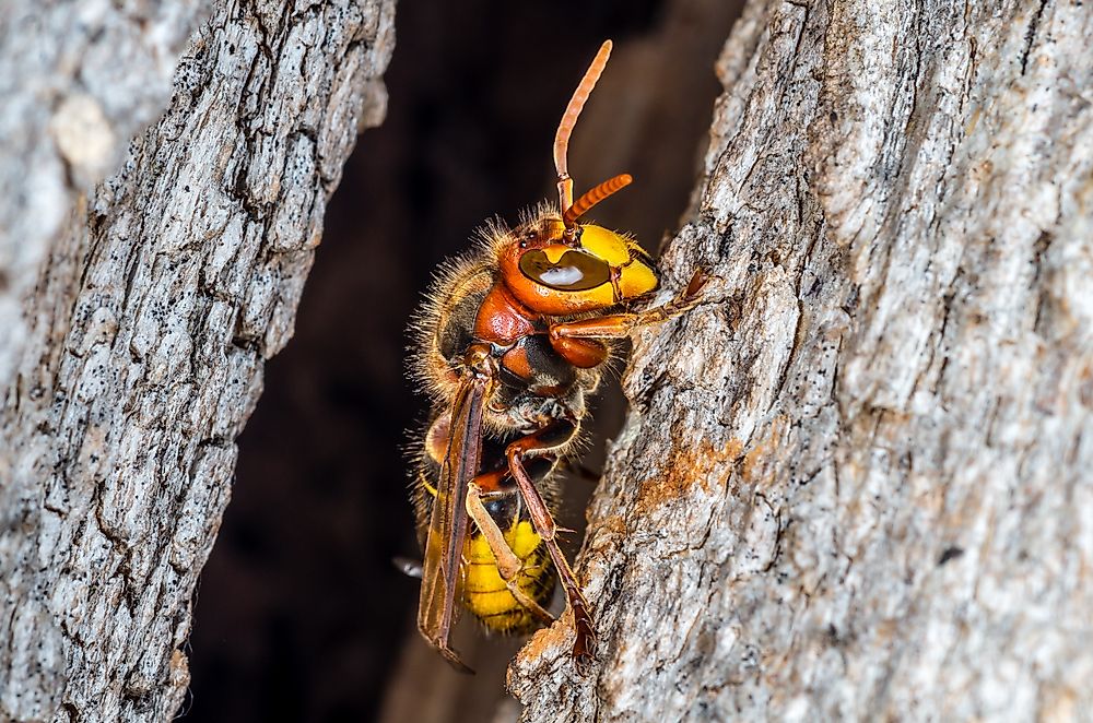 What Is The Largest Wasp In The World?