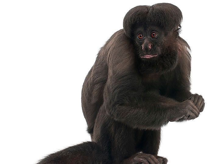 Brazil's Critically Endangered Mammals