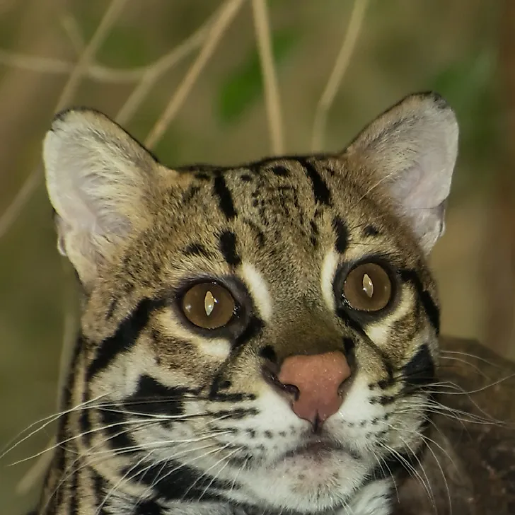 Ocelot Facts: Animals of North America