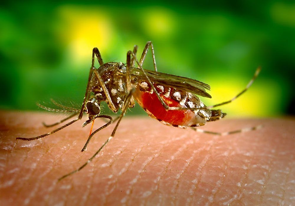 Where Is The Yellow Fever Belt Of Africa And South America?
