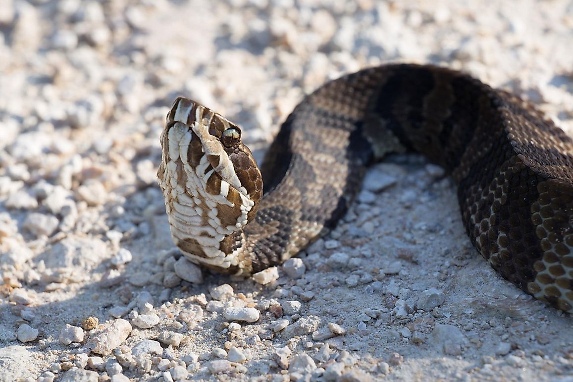 Water Moccasin Facts: Animals of North America