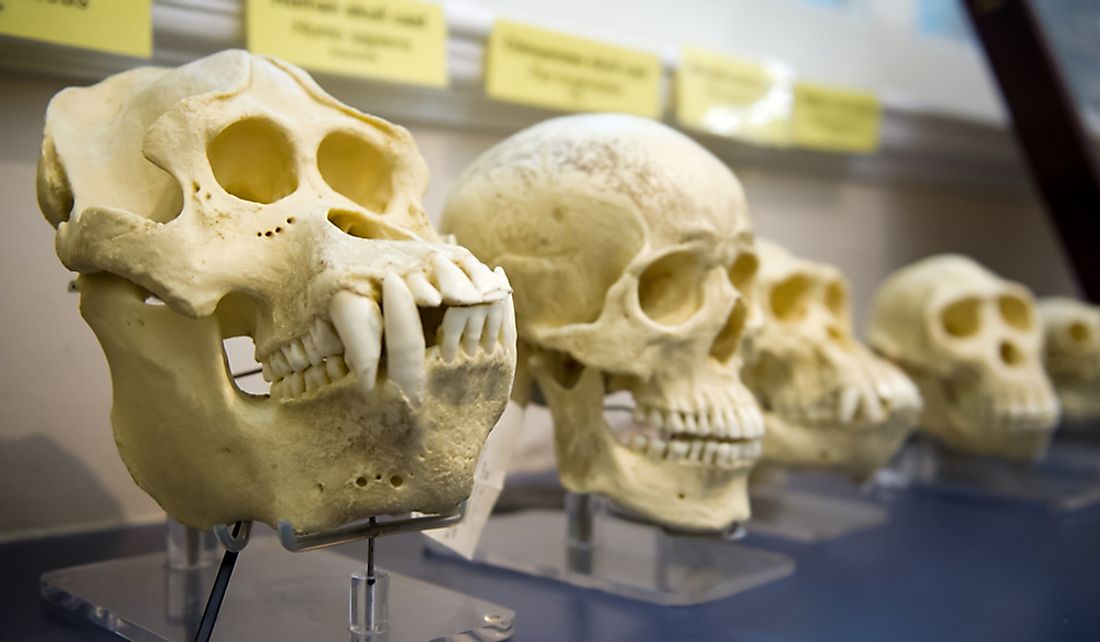 How Long Have Humans Been On Earth?