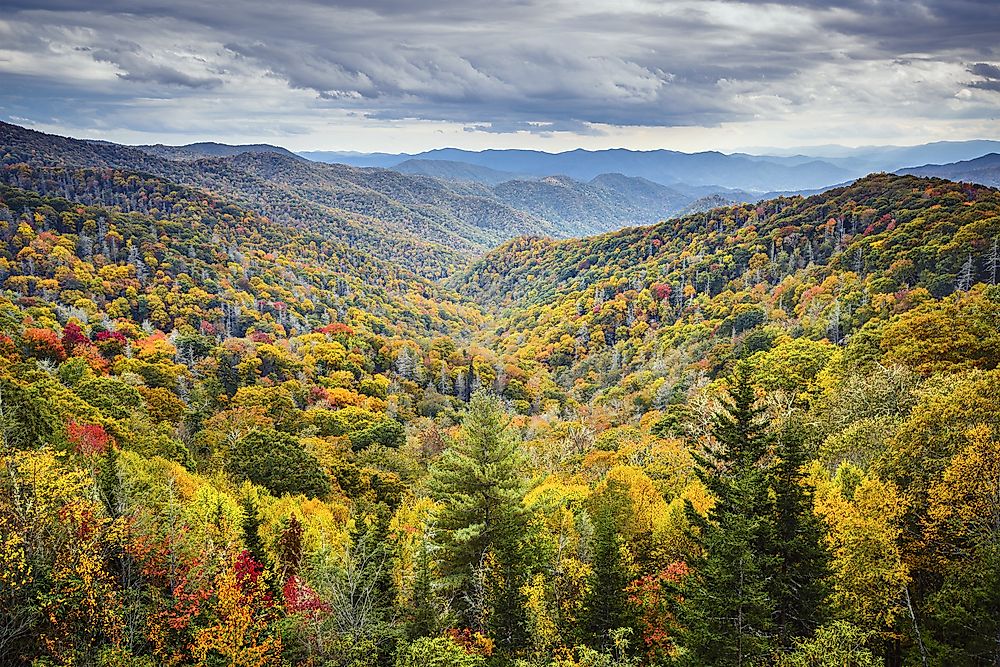 What Are The Differences Between Evergreen And Deciduous Trees?