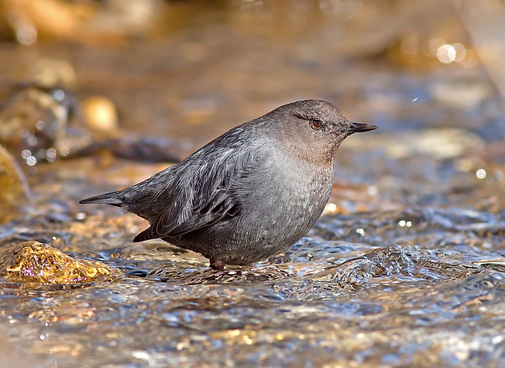 Water Ouzel Facts: Animals of North America