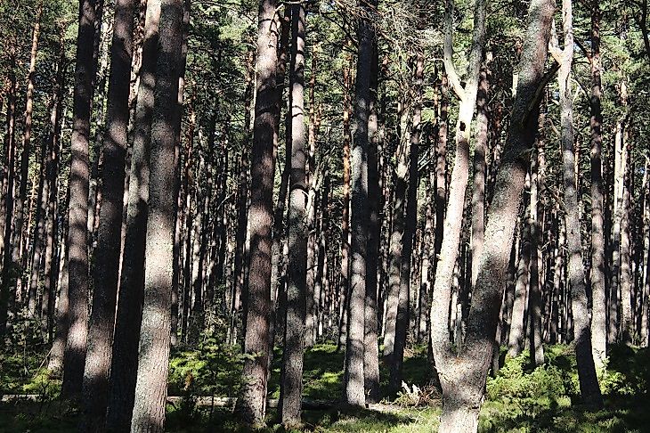 What Was The Caledonian Forest?