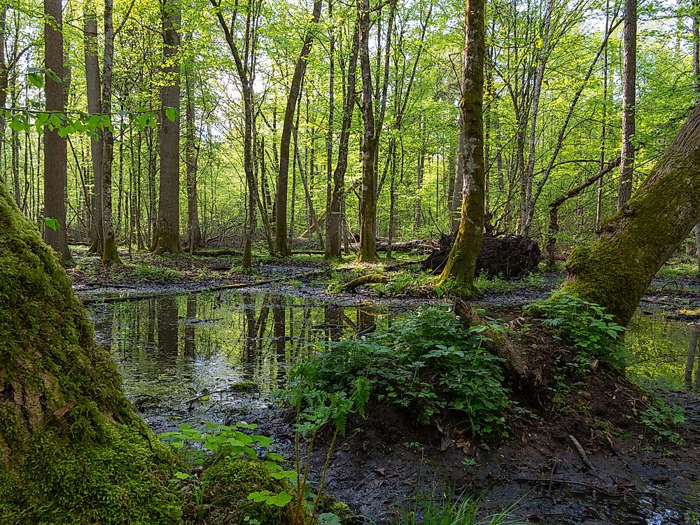 The EU Wants to Ban All Logging in This Polish Forest