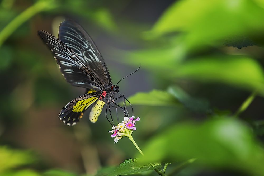The Biggest Insects In The World