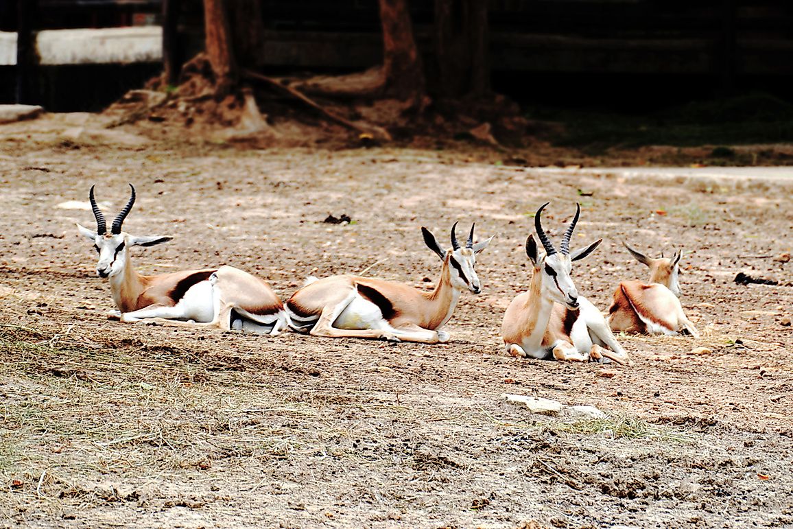 Unique Species Of Africa: The Dibatag