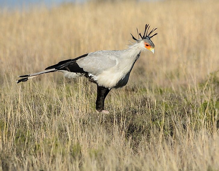 The Native Birds Of Zambia
