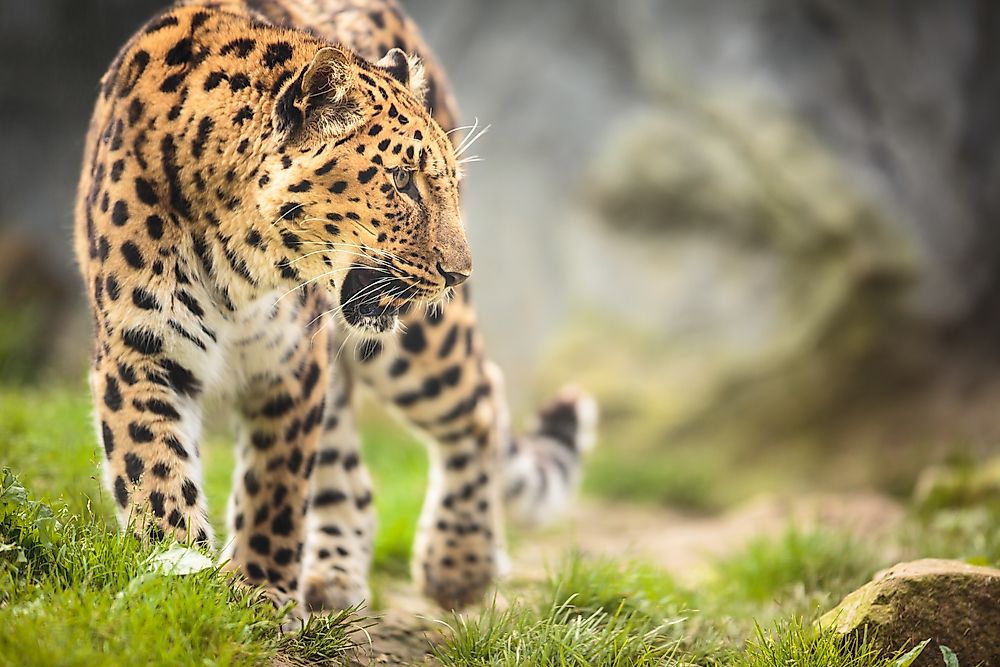 The Deadliest Man-Eating Predators Of All Time