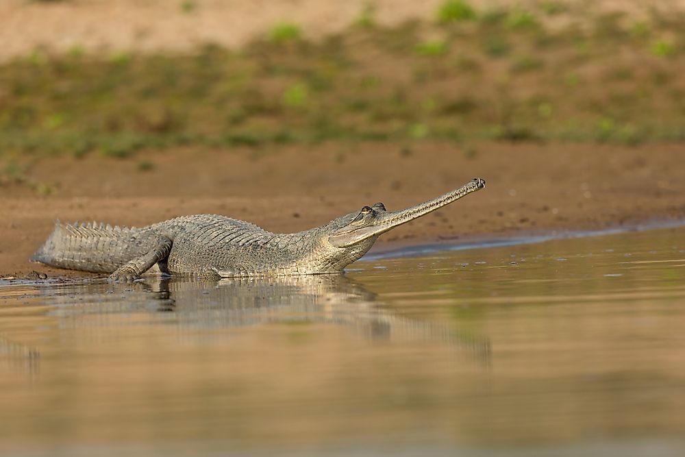 Gharial Facts - Animals of Asia