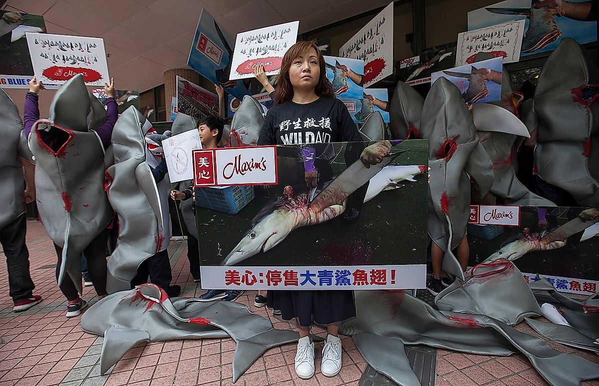 10 Animals That The World Is Eating Into Extinction