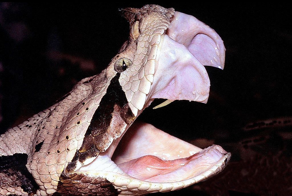 Which Snake Has The Longest Fangs And The Highest Venom Yield In The World?