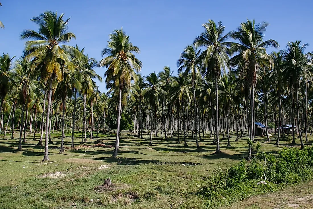 White Mosquitoes Ruining Coconut Plantations-Telugu Agriculture News