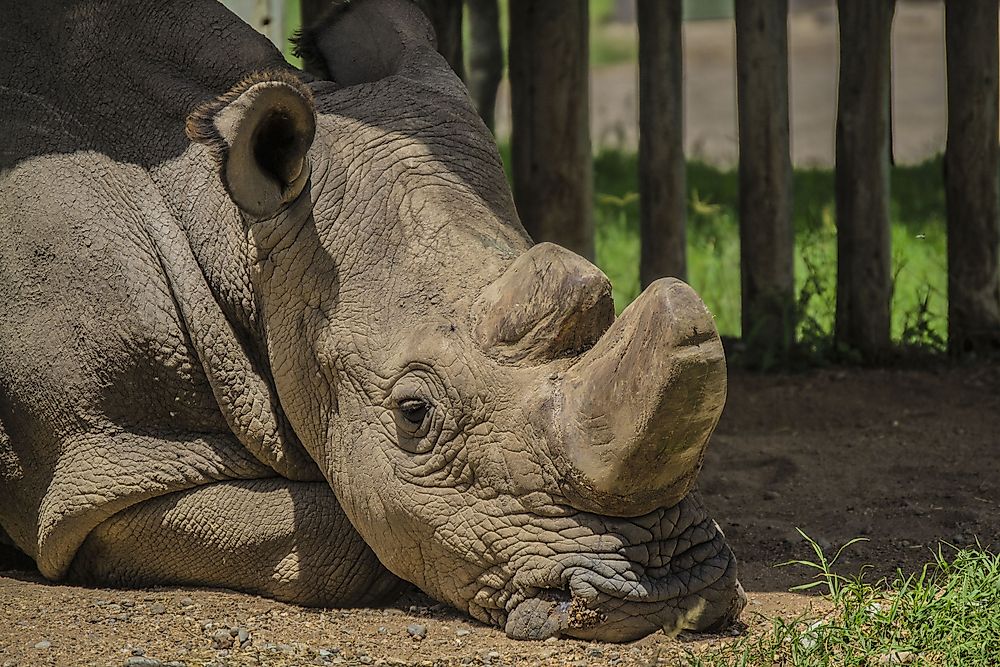 Is The Northern White Rhinoceros on the Verge of Extinction?