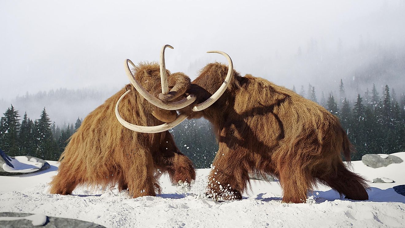 Giant Ice Age Mammoth Cemeteries Found In The US